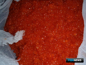 Икорные воры ждут суда