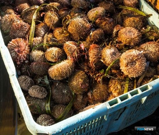 Добытчикам ежа прибавили оптимизма