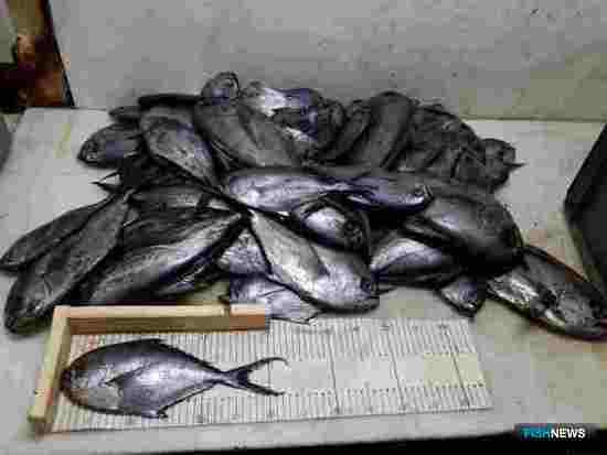 Ученые определят перспективы российского рыболовства в Атлантике