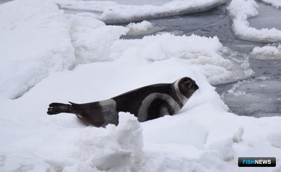 Камчатка хочет возродить службу мониторинга морских млекопитающих