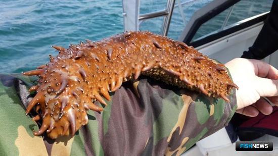 Марифермеры Приморья надеются на помощь государства