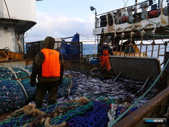 Минтай прячется подо льдом Минтай прячется подо льдом