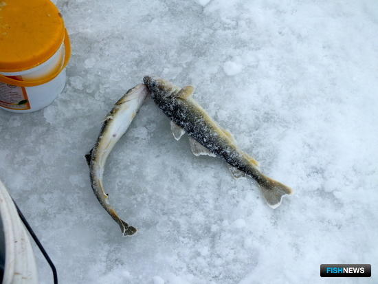 Оставленную рыболовами навагу раздадут нуждающимся Оставленную рыболовами навагу раздадут нуждающимся