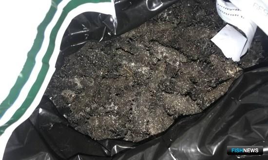 Трепанг стал вещдоком в уголовном деле