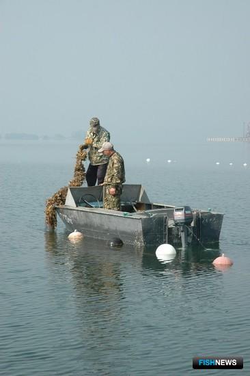 Урожаи мариферм выросли Урожаи мариферм выросли