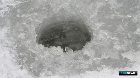 Волонтеры Югры готовятся к рыбоохранной акции