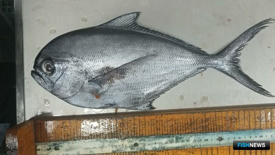 Российские ученые вернулись из рейса в зону Мавритании