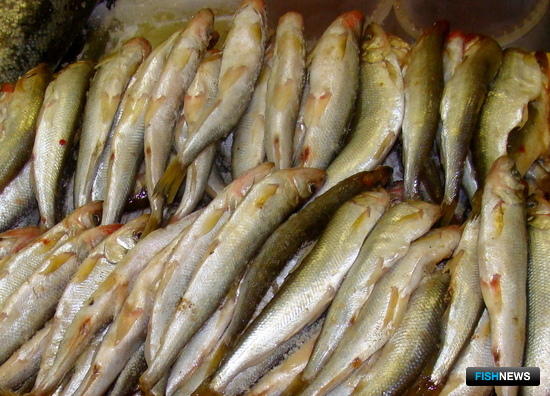 Для КМНС Камчатки лов корюшки и гольцов откроется 1 апреля