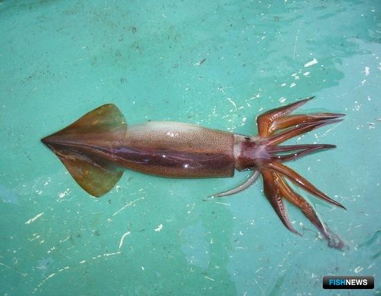 Россия и Япония наметили план действий по кальмару Россия и Япония наметили план действий по кальмару