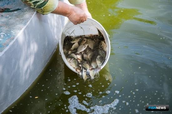 Сельские рыбоводы смогут &laquo;увезти&raquo; пенсионную прибавку в город
