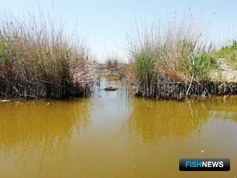 Челбасским лиманам составили &laquo;рыбный рецепт&raquo;