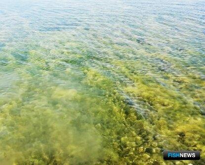 Челбасским лиманам составили &laquo;рыбный рецепт&raquo;