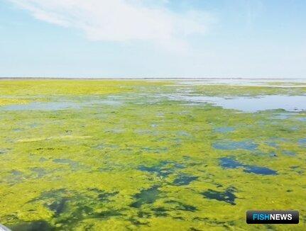 Челбасским лиманам составили &laquo;рыбный рецепт&raquo;