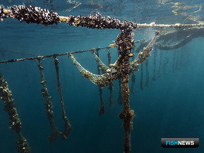 ЕС сосредоточится на органической аквакультуре ЕС сосредоточится на органической аквакультуре