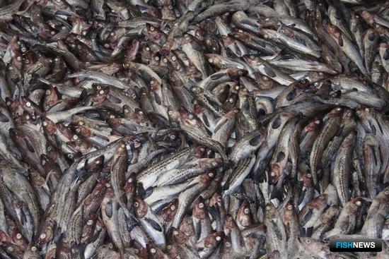 Добычу минтая усложняет погода