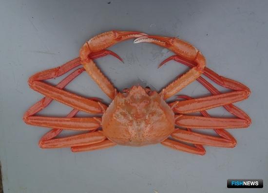 Последний лот по глубоководным крабам продать пока не удалось Последний лот по глубоководным крабам продать пока не удалось