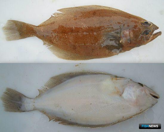 О чистоте морей &laquo;спросили&raquo; камбалу