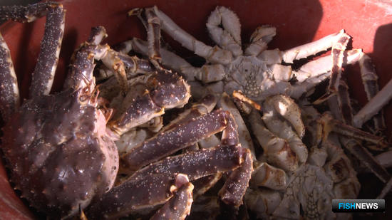 Полицейские Сахалина нанесли удар по браконьерскому бизнесу Полицейские Сахалина нанесли удар по браконьерскому бизнесу