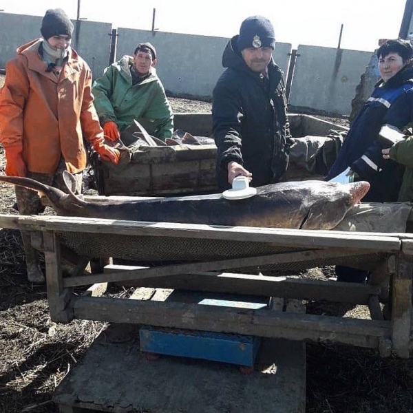 
			Специалисты Главрыбвода выпустят в реку Дон 2,4 млн мальков осетровых		