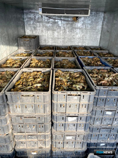 Раки-нелегалы не доехали до Ростова-на-Дону Раки-нелегалы не доехали до Ростова-на-Дону