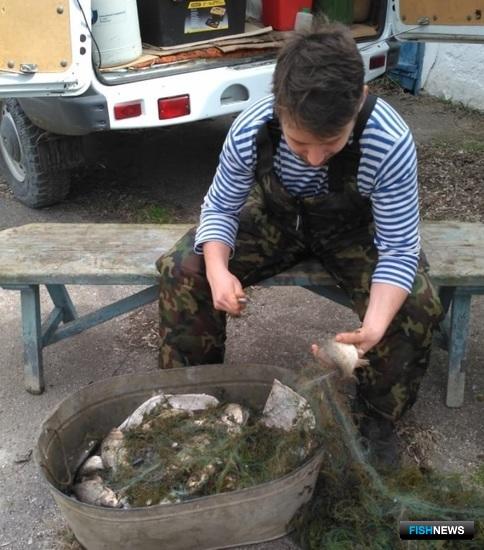 Судак и тарань не спешат нереститься в кубанские лиманы