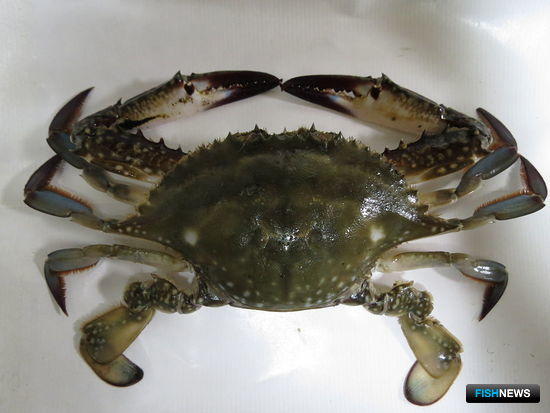 Браконьеры КНР стали чаще промышлять в южнокорейских водах