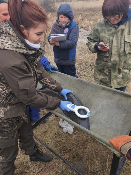 
			Нижне-Обский филиал ФГБУ &laquo;Главрыбвод&raquo; проводит весеннюю бонитировку сибирского осетра и камской стерляди		