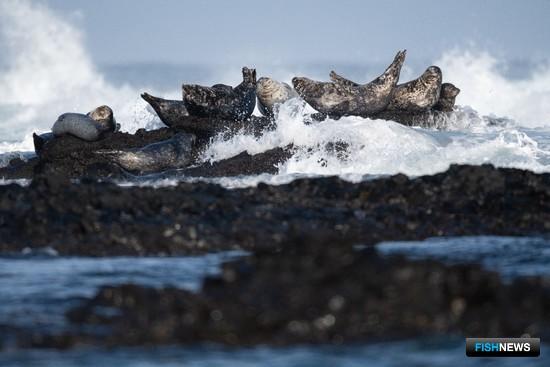 На Командорах собираются больше узнать о редком тюлене