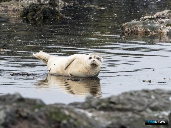 На Командорах собираются больше узнать о редком тюлене