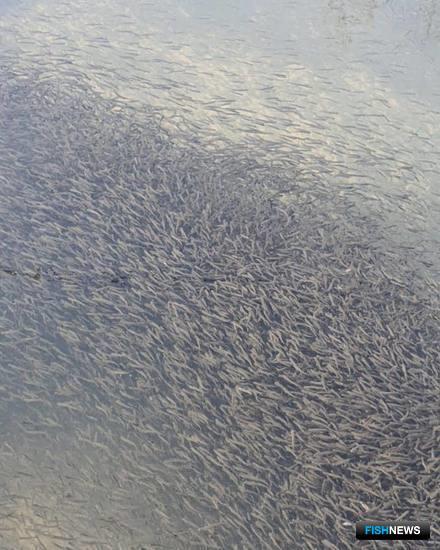 «Лососевые выпускные» на Амуре набирают обороты «Лососевые выпускные» на Амуре набирают обороты