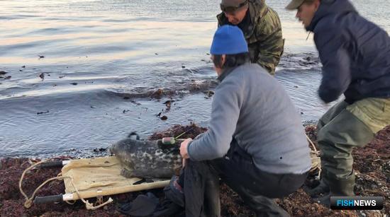На Командорах собираются больше узнать о редком тюлене