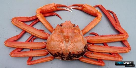 Вопрос с крабами остался Вопрос с крабами остался