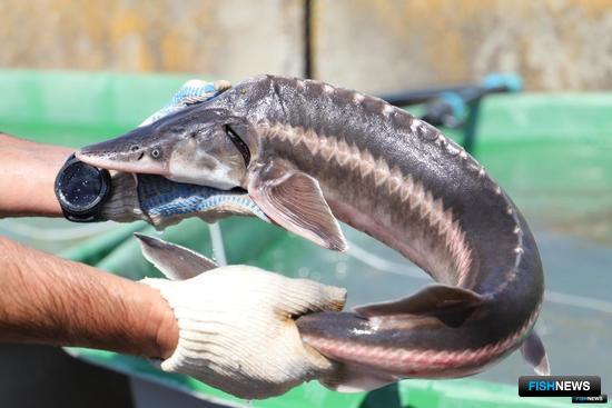 Сенаторы высказались за допфинансирование для осетровых Сенаторы высказались за допфинансирование для осетровых