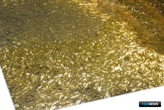 На Кунашире развивают лососеводство На Кунашире развивают лососеводство