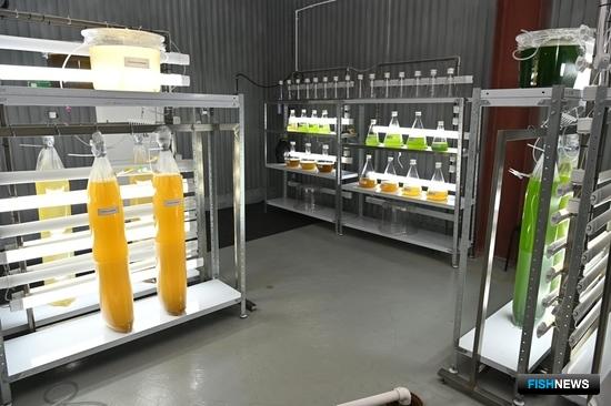 В классификатор для аквакультуры внесут &laquo;кормовые&raquo; поправки