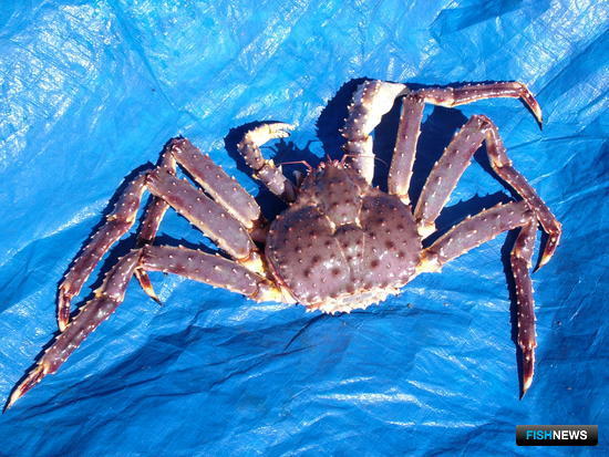 Рыбаков-любителей Приморья оставят без двух видов краба