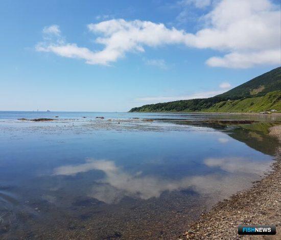 Сахалинцам и курильчанам напомнили о правилах горбушовой рыбалки Сахалинцам и курильчанам напомнили о правилах горбушовой рыбалки