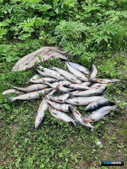 Квадроцикл не помог сбежать с браконьерской неркой