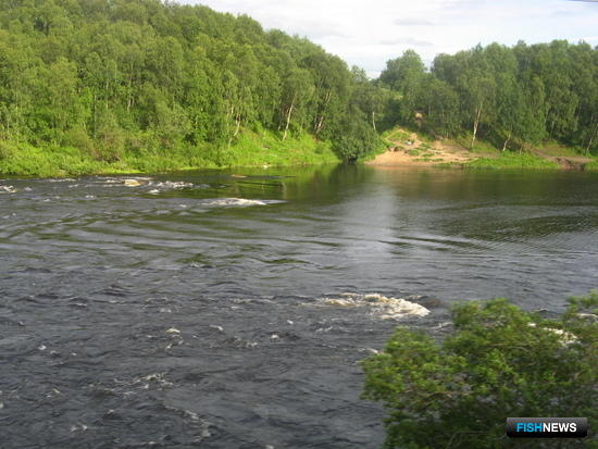 Рыбакам-любителям Заполярья разрешили поймать больше семги Рыбакам-любителям Заполярья разрешили поймать больше семги