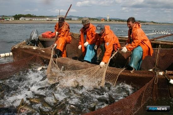 Лососевая путина пока идет с отставанием