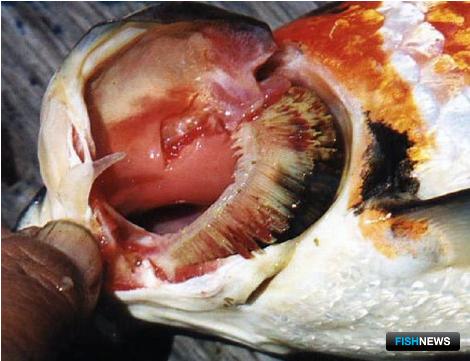 Карповых в восьми регионах проверили на опасную болезнь