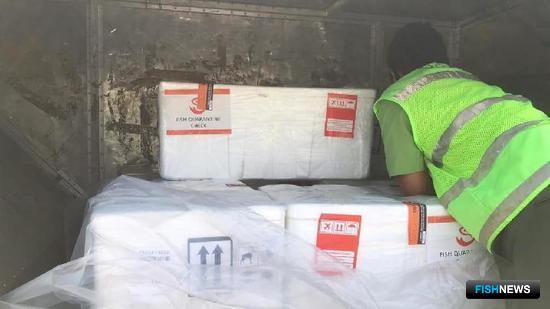 Индонезийских лобстеров будут растить на родине