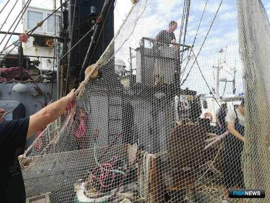 Запасы хамсы и тюльки Азовского моря исследует наука