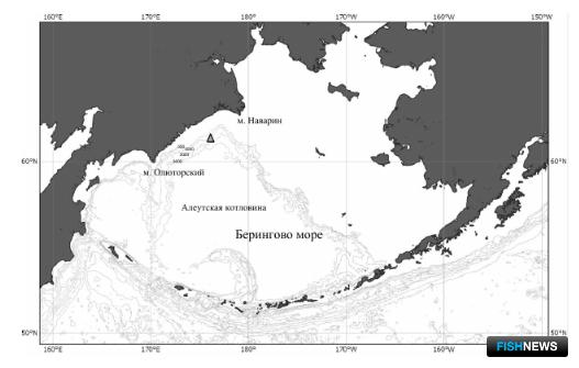 Ученые нашли нового обитателя в Беринговом море Ученые нашли нового обитателя в Беринговом море