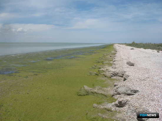 Водная блокада Крыма отразилась на обитателях Сиваша Водная блокада Крыма отразилась на обитателях Сиваша