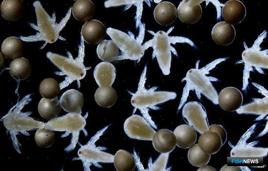 Для поставок артемии в Таиланд подготовили ветсертификат