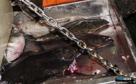 Ассоциация ярусного промысла рассчитывает на разделение по палтусам