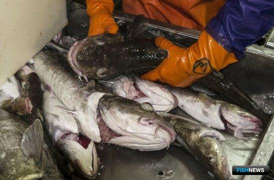 Треска, палтусы и макрурус ждут инвесторов