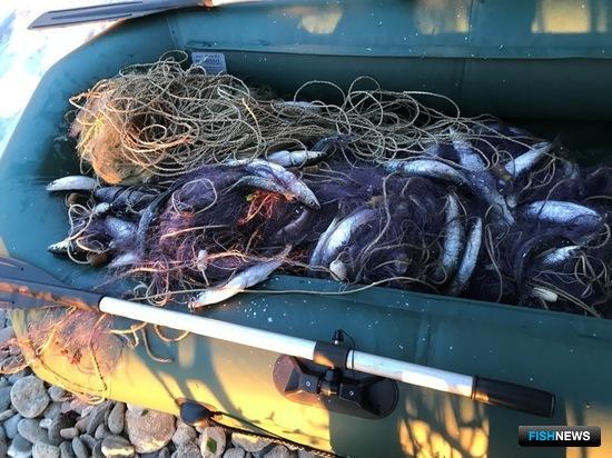 Улов байкальского омуля обернулся уголовным делом