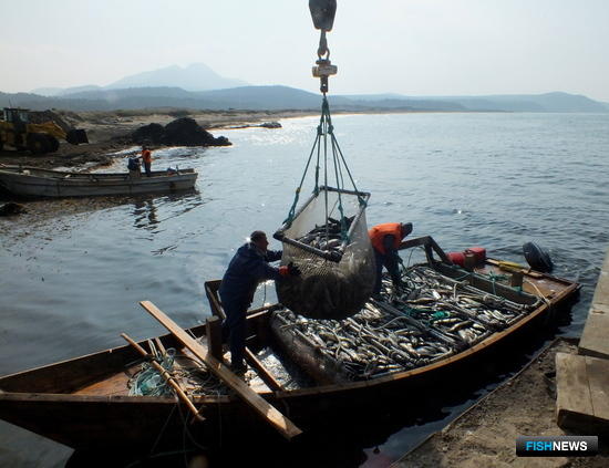 Лососю готовят ограничения